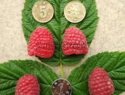 双季红树莓果实价值
